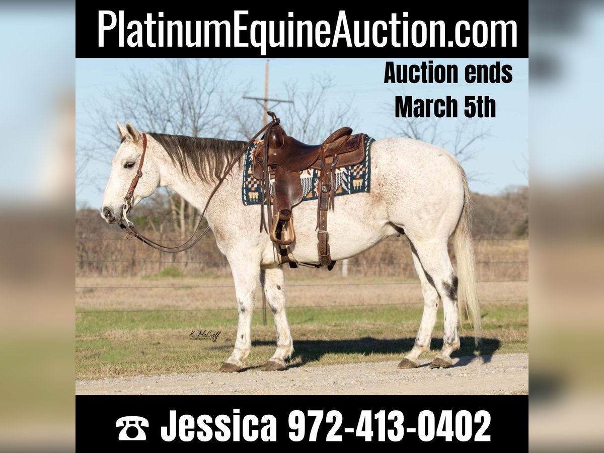 American Quarter Horse Castrone 15 Anni 150 cm Grigio in Ravenna TX