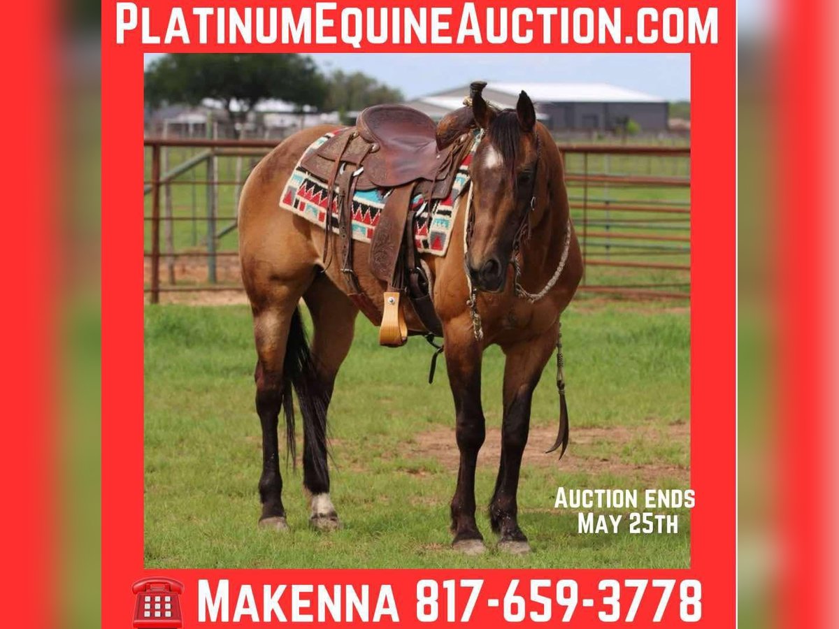 American Quarter Horse Castrone 15 Anni 150 cm Pelle di daino in LIpan TX