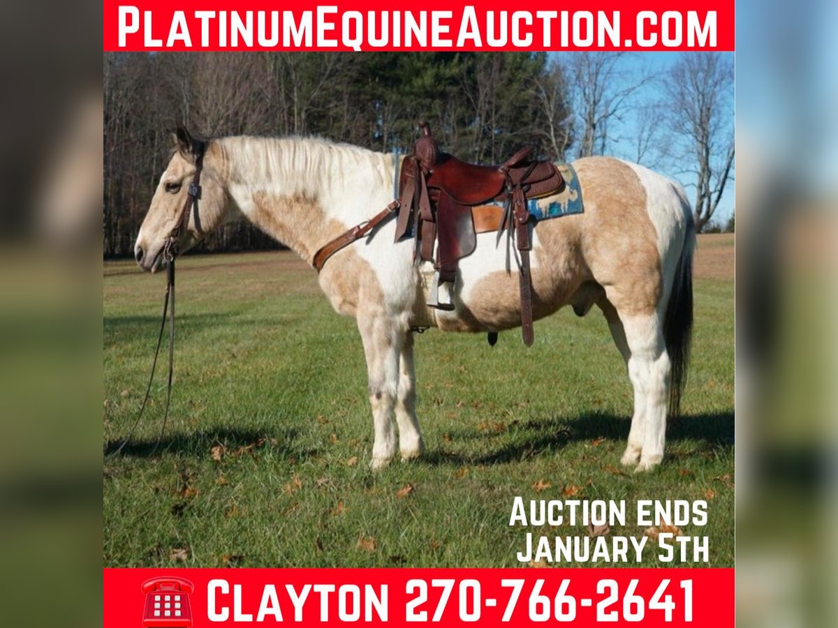 American Quarter Horse Castrone 15 Anni 150 cm Pelle di daino in rineyville Ky