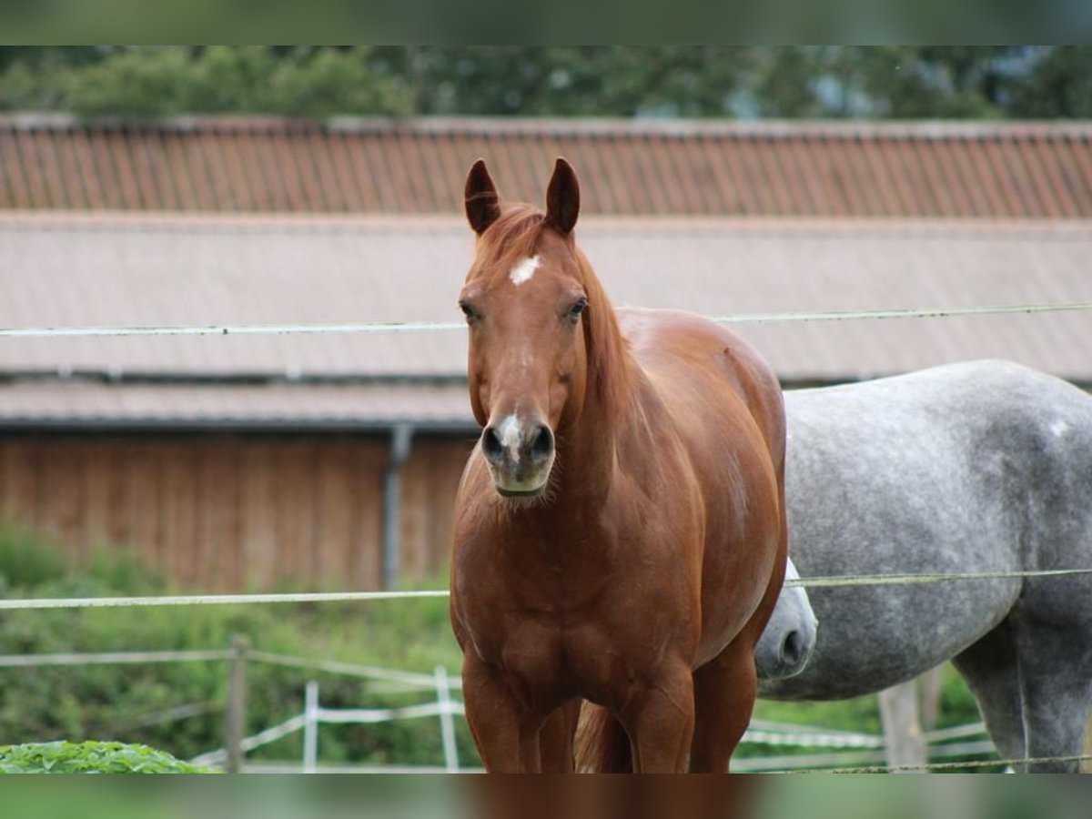 American Quarter Horse Castrone 15 Anni 150 cm Sauro in Bad Soden-Salmünster