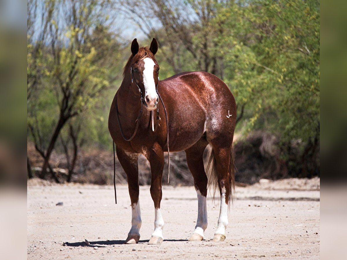 American Quarter Horse Castrone 15 Anni 150 cm Sauro ciliegia in Wickenburg AZ