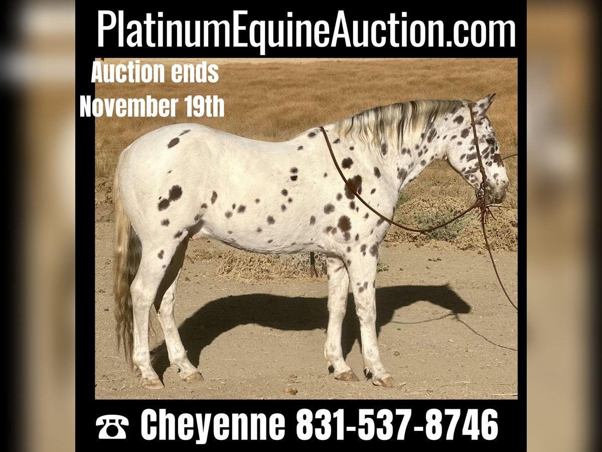 American Quarter Horse Castrone 15 Anni 150 cm Sauro scuro in Bitterwater CA