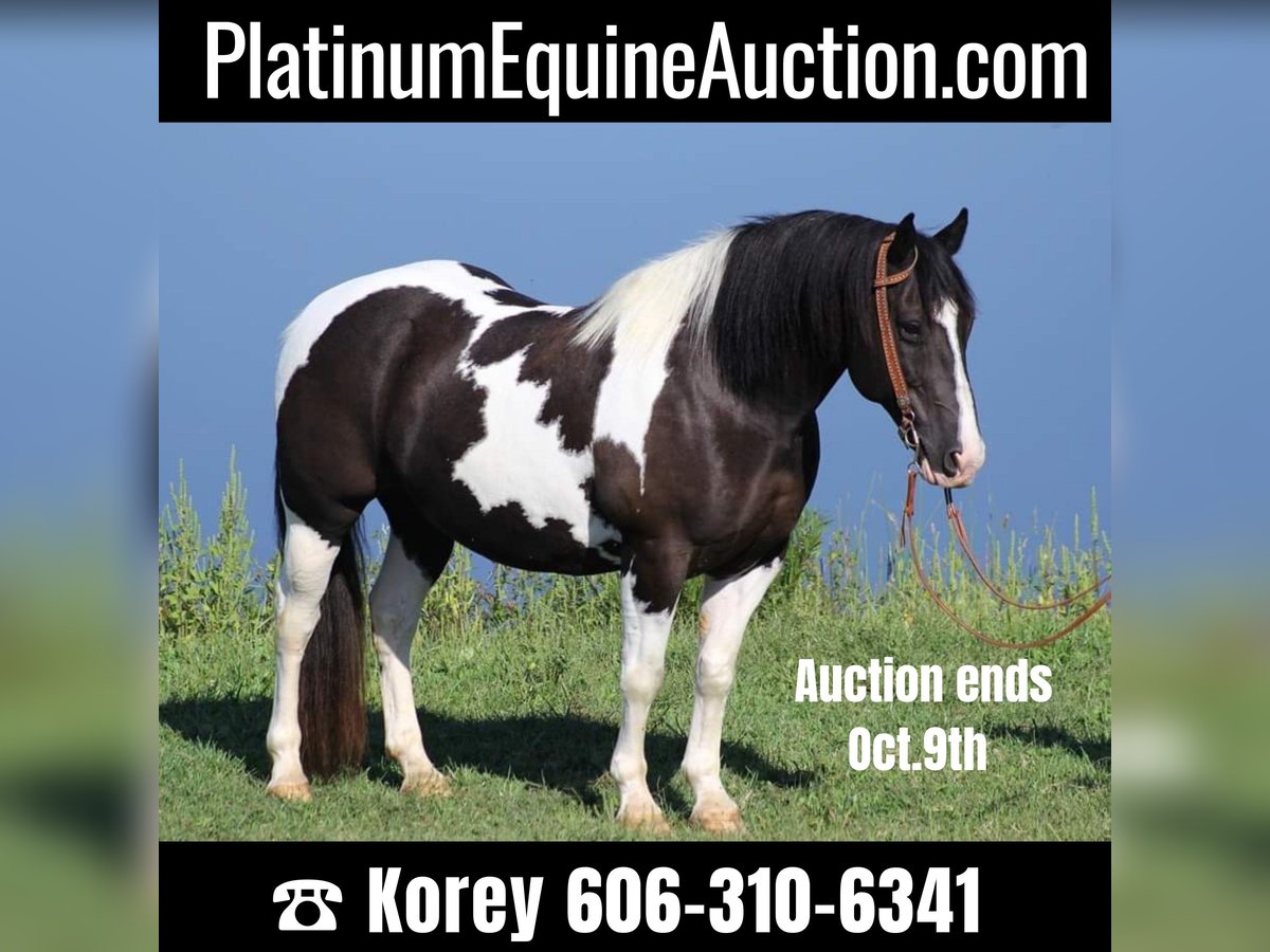 American Quarter Horse Castrone 15 Anni 150 cm Tobiano-tutti i colori in wHITLEY cITY ky