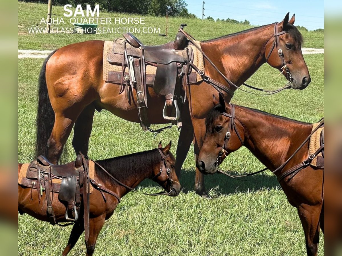 American Quarter Horse Castrone 15 Anni 152 cm Baio ciliegia in Petersburg, TN