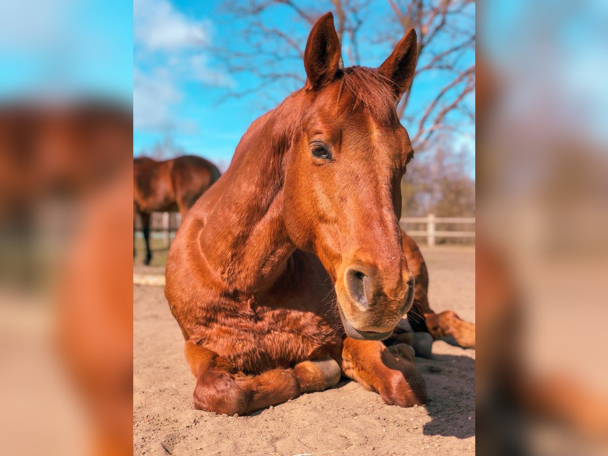 American Quarter Horse Castrone 15 Anni 152 cm in Hamburg Lemsahl-Mellingstedt