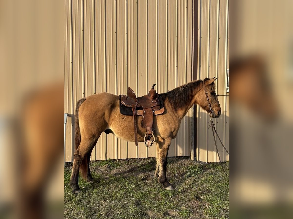 American Quarter Horse Mix Castrone 15 Anni 152 cm Falbo in Thibodaux