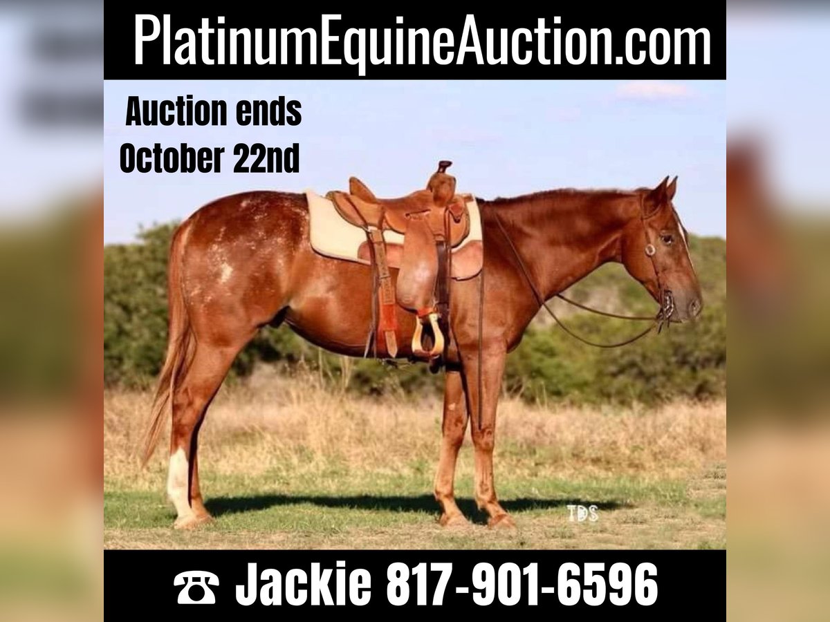 American Quarter Horse Castrone 15 Anni 152 cm Roano rosso in Weatherford TX