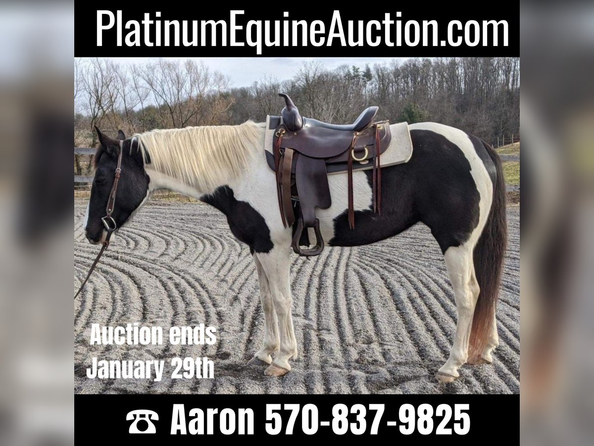 American Quarter Horse Castrone 15 Anni 152 cm Tobiano-tutti i colori in Millersburg PA