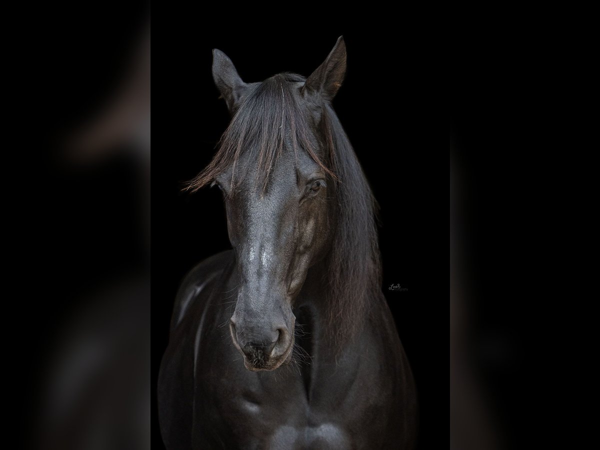 American Quarter Horse Castrone 15 Anni 153 cm Morello in Nettetal