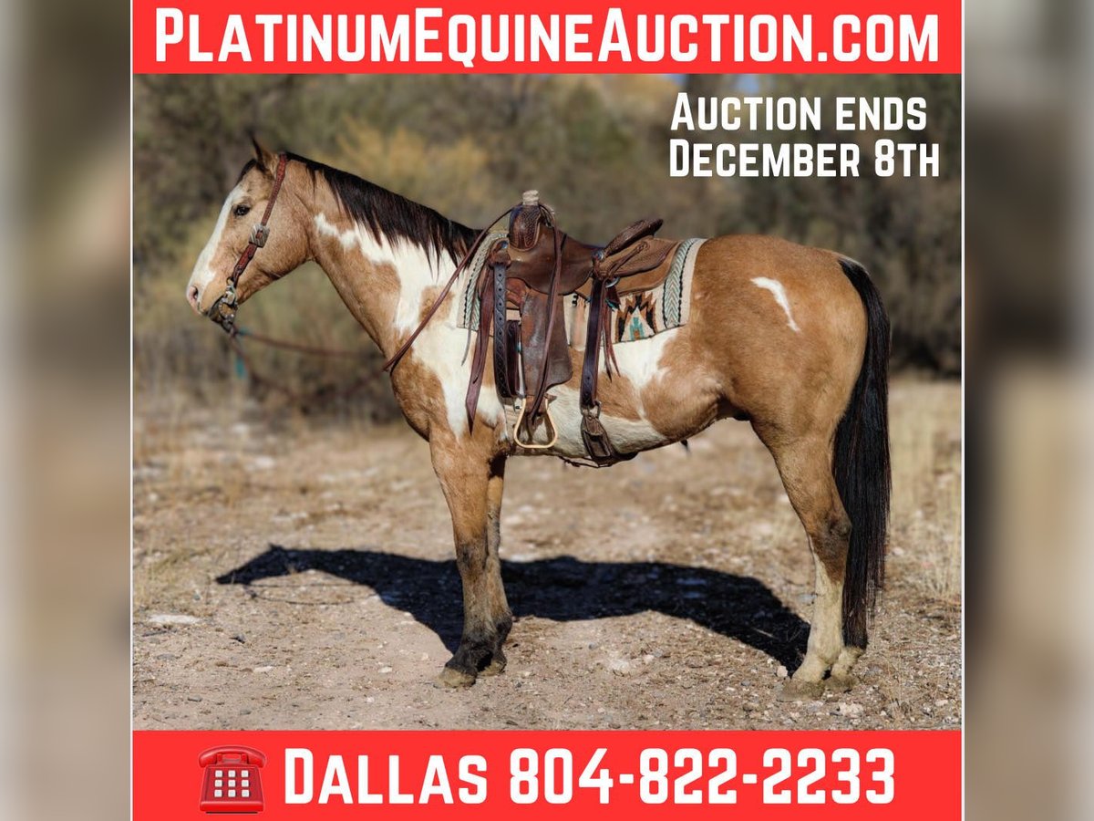 American Quarter Horse Castrone 15 Anni 155 cm Overo-tutti i colori in Camp Verde AZ