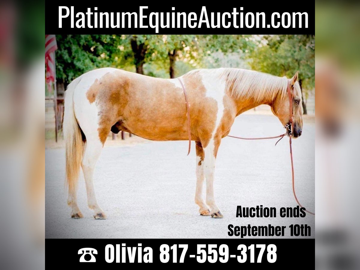 American Quarter Horse Castrone 15 Anni 155 cm Palomino in Weatherford, TX