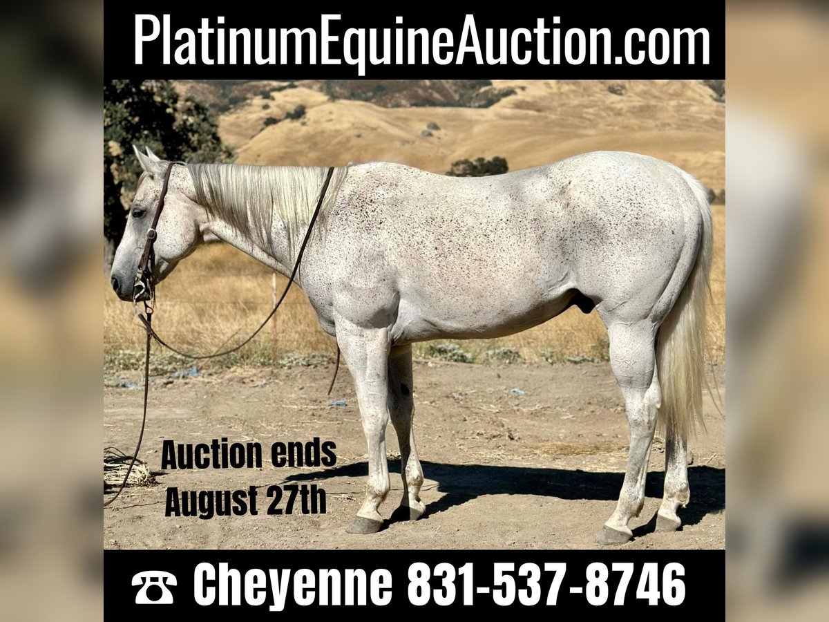 American Quarter Horse Castrone 15 Anni 157 cm Grigio in Bitterwater, CA