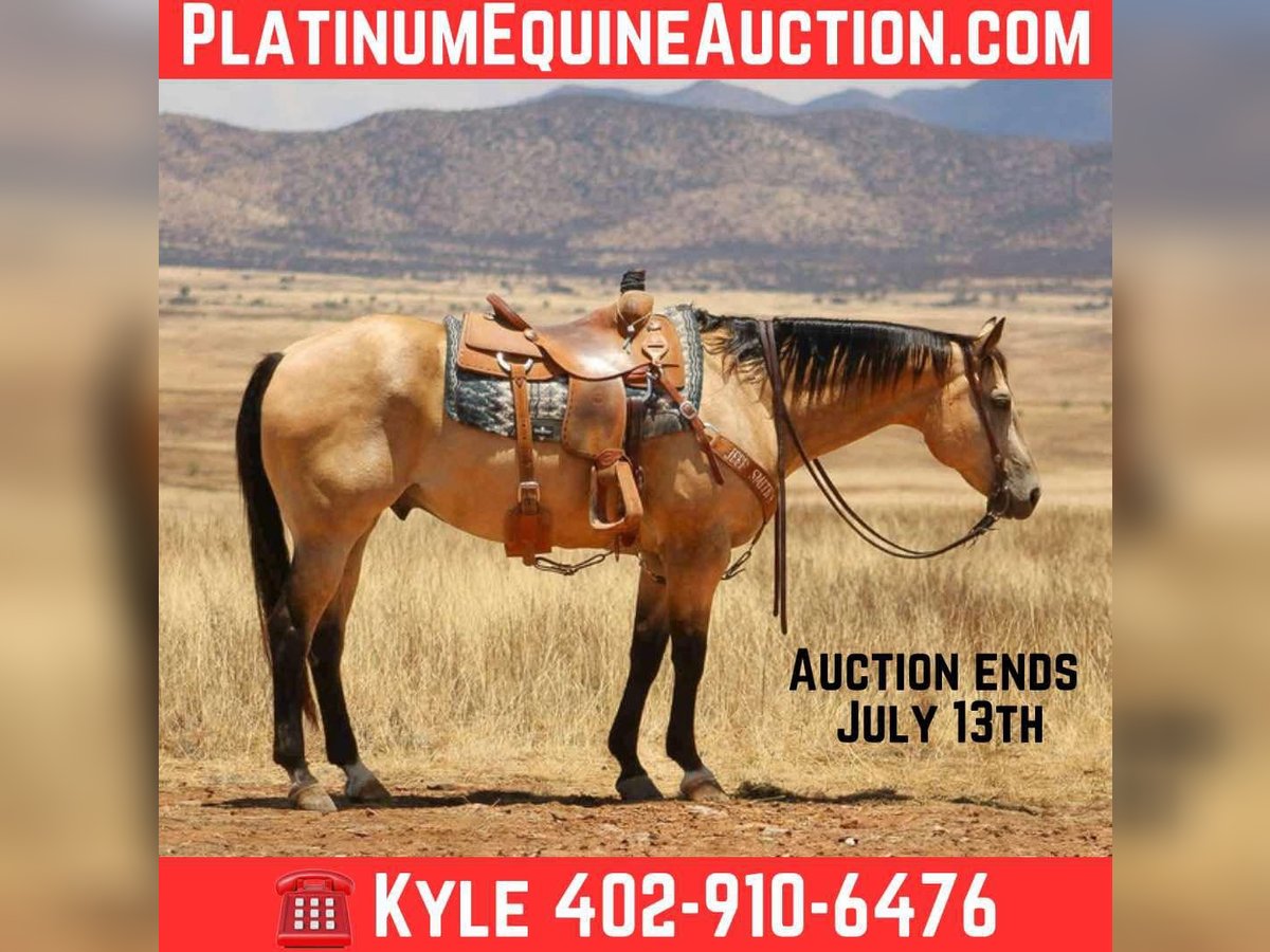 American Quarter Horse Castrone 15 Anni 163 cm Pelle di daino in Nogales AZ