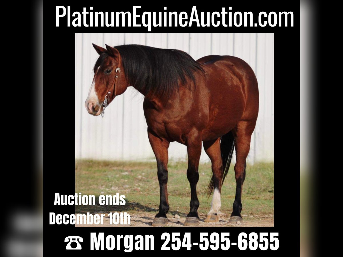 American Quarter Horse Castrone 15 Anni Baio ciliegia in Breckenridge, TX