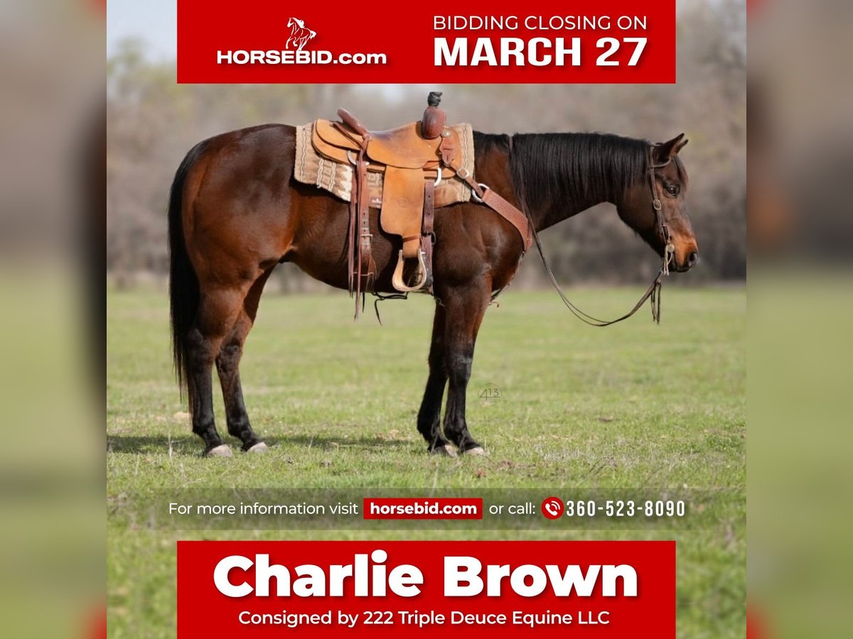 American Quarter Horse Castrone 15 Anni Baio in Weatherford, TX