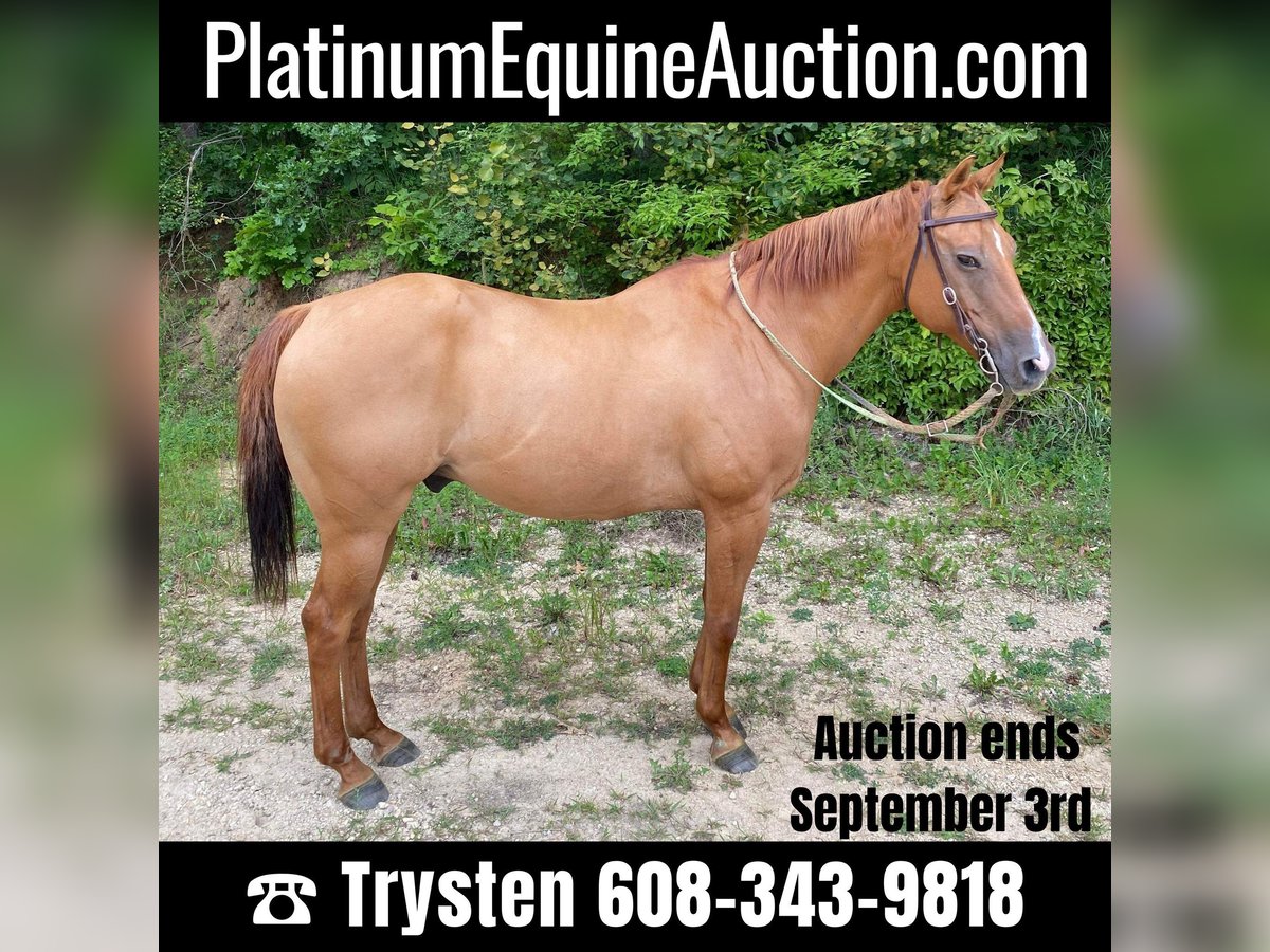 American Quarter Horse Castrone 15 Anni Falbo in TOMAH, WI