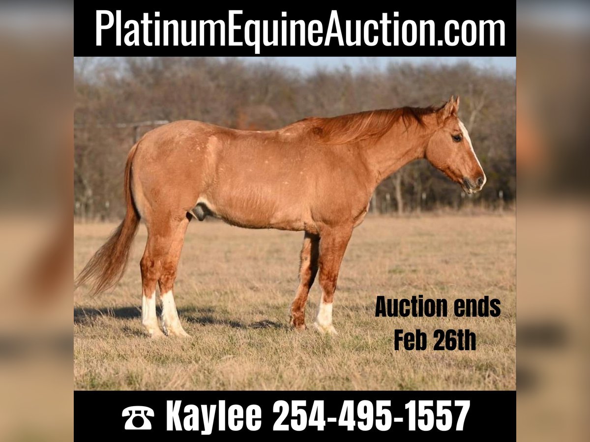 American Quarter Horse Castrone 15 Anni Falbo in Waco TX