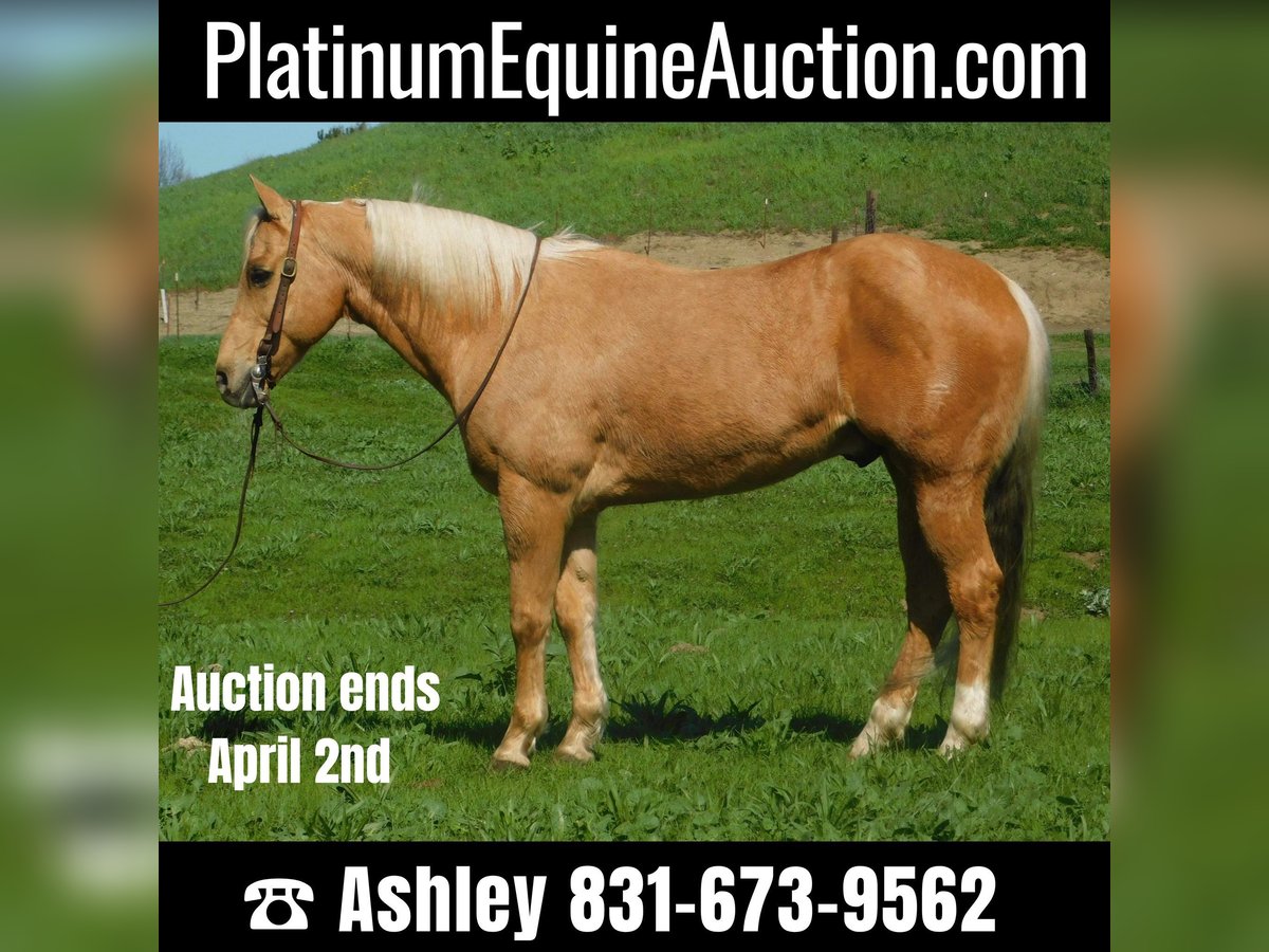 American Quarter Horse Castrone 15 Anni Palomino in Paicines CA