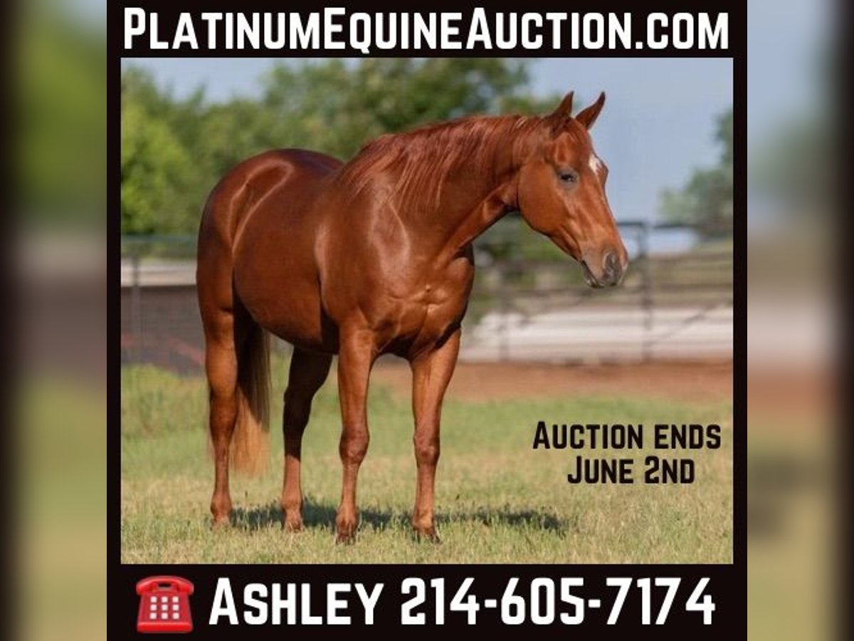 American Quarter Horse Castrone 15 Anni Sauro ciliegia in Weatherford TX