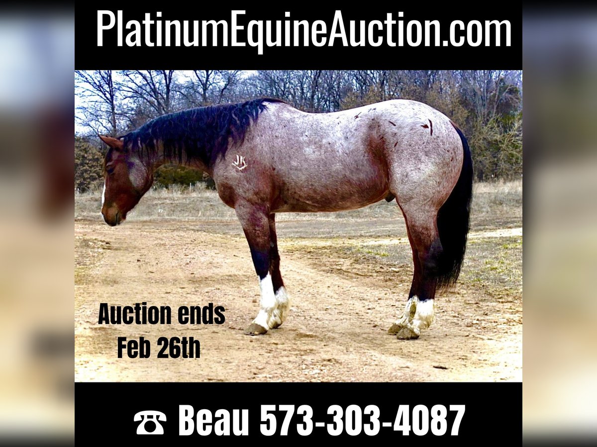 American Quarter Horse Castrone 16 Anni 152 cm Baio roano in Sweet Springs MO