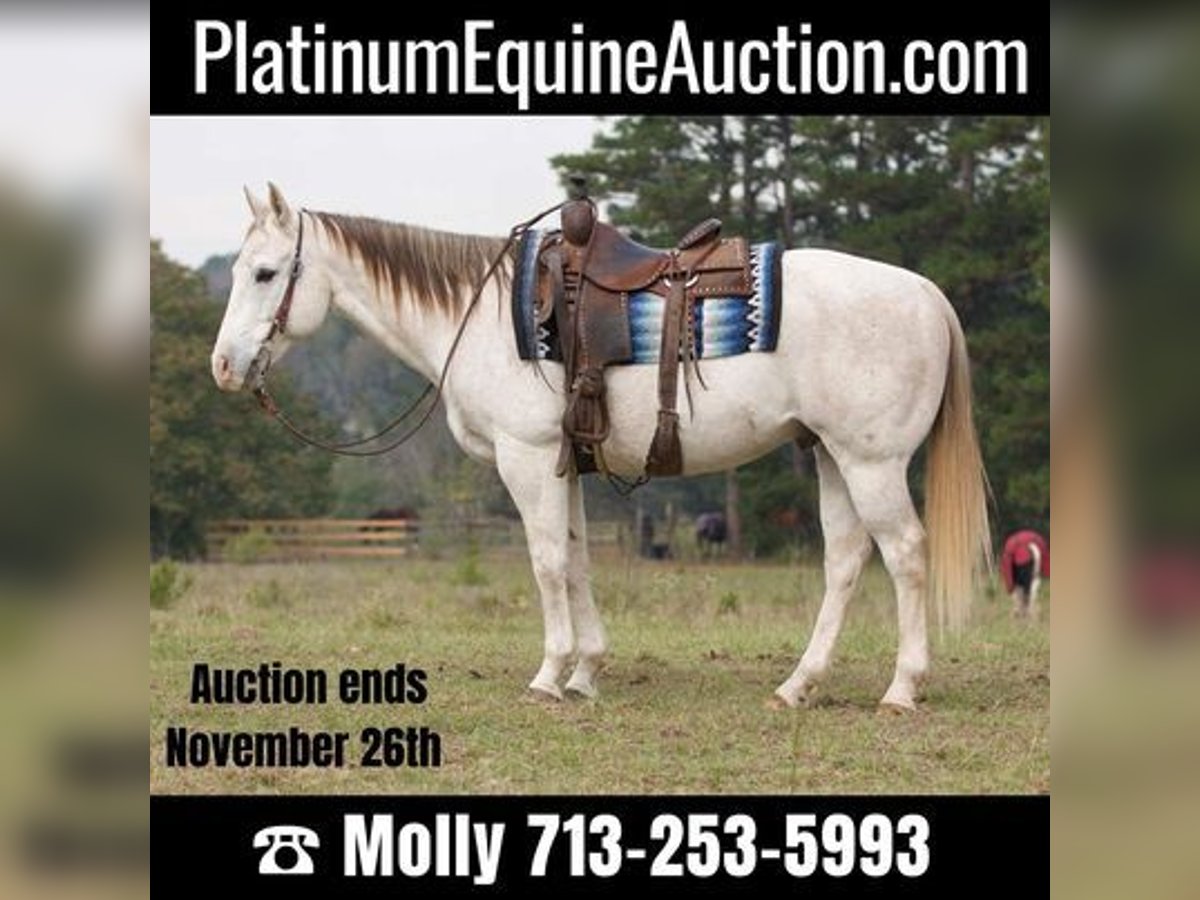 American Quarter Horse Castrone 16 Anni 152 cm Grigio in Coldspring, TX