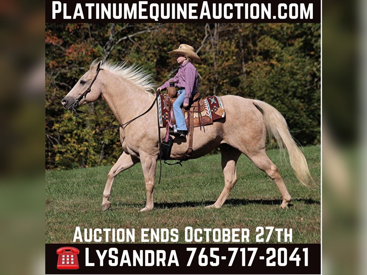 American Quarter Horse Castrone 16 Anni 152 cm Palomino in Brodhead