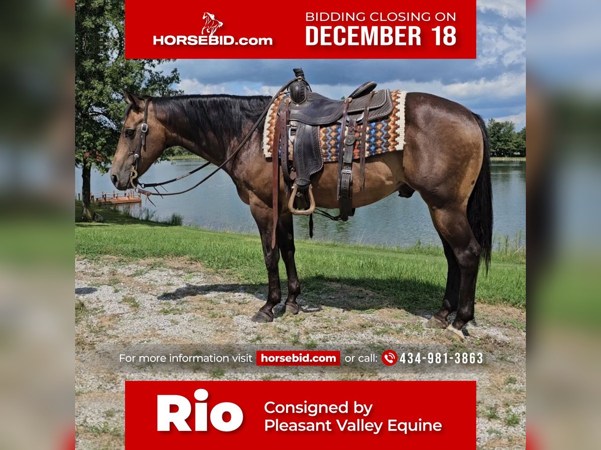 American Quarter Horse Castrone 16 Anni 152 cm Pelle di daino in Robards