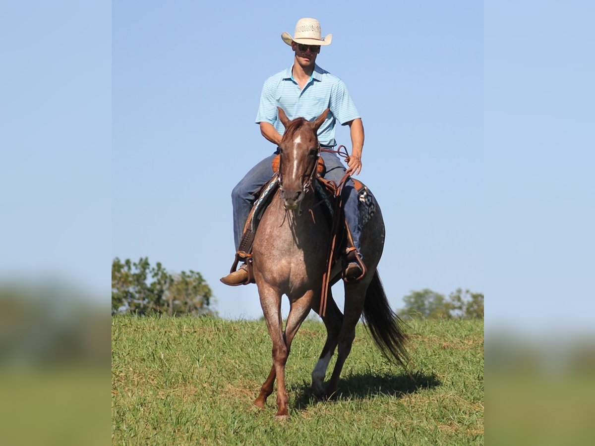 American Quarter Horse Castrone 16 Anni 152 cm Roano rosso in Mount Vernon KY