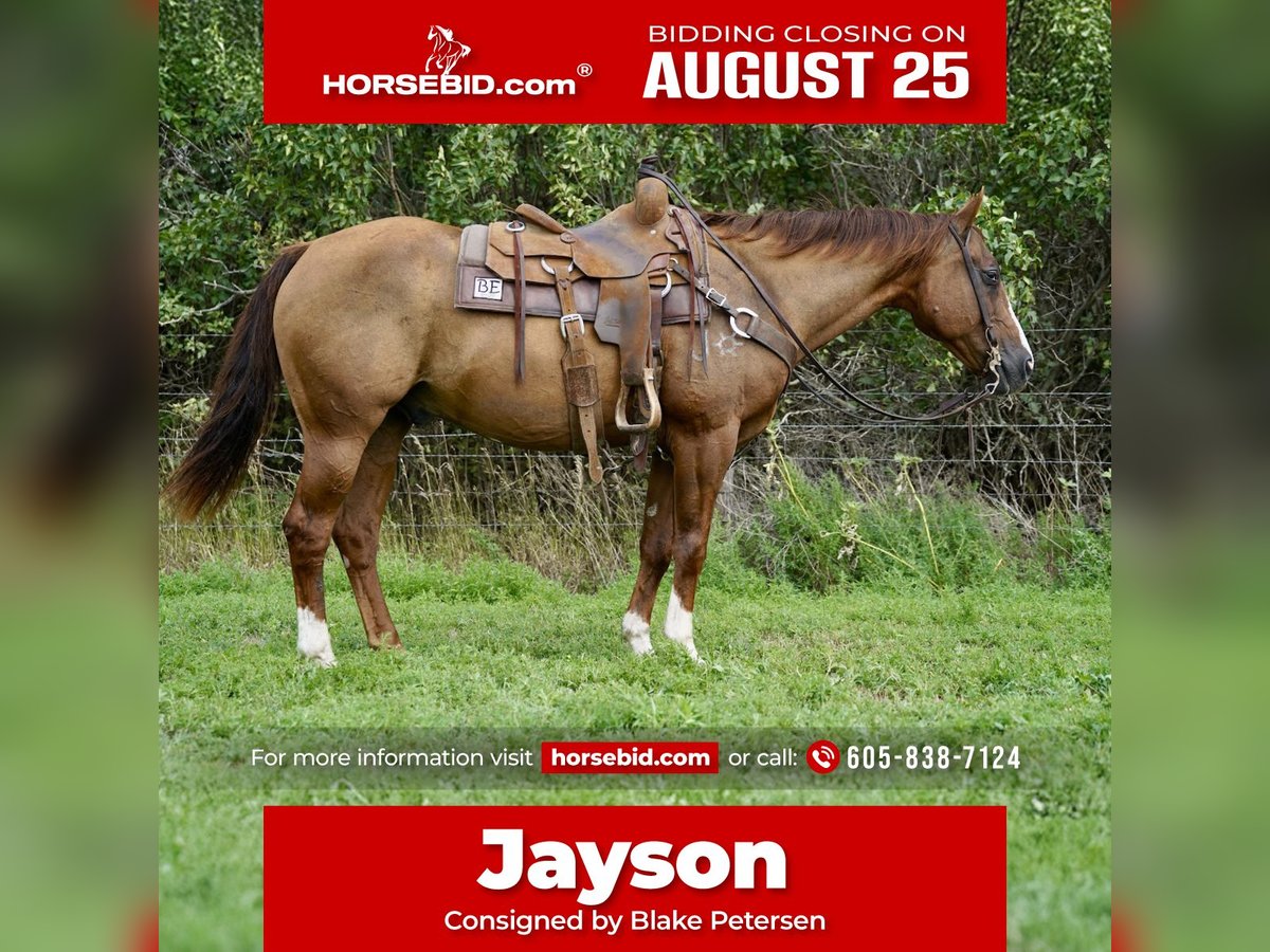 American Quarter Horse Castrone 16 Anni 152 cm Sauro ciliegia in Corsica