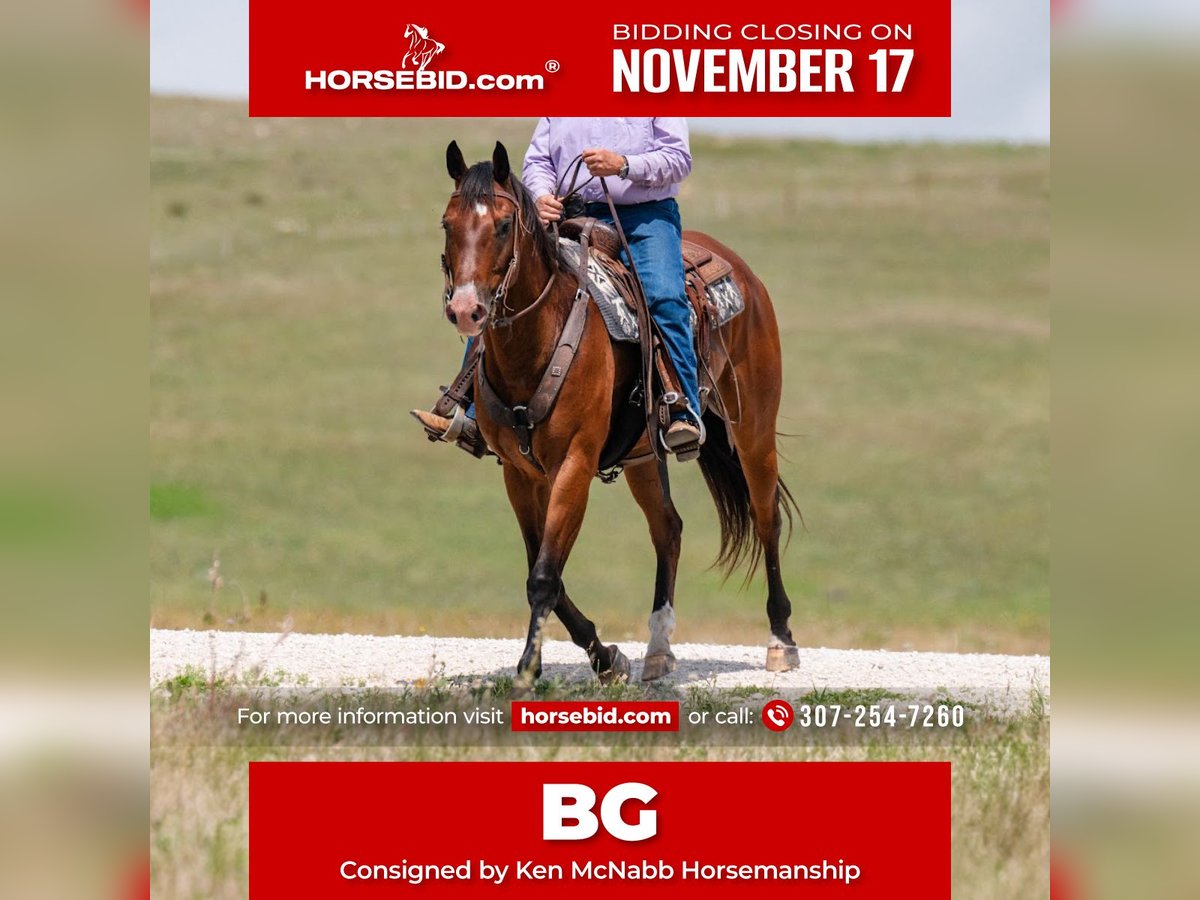 American Quarter Horse Castrone 16 Anni 163 cm Baio ciliegia in Statesville