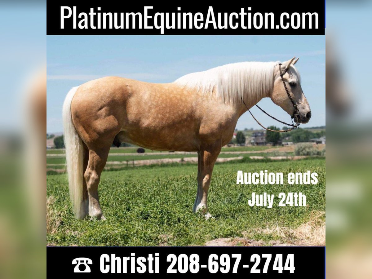 American Quarter Horse Castrone 16 Anni 163 cm Palomino in Homedale ID