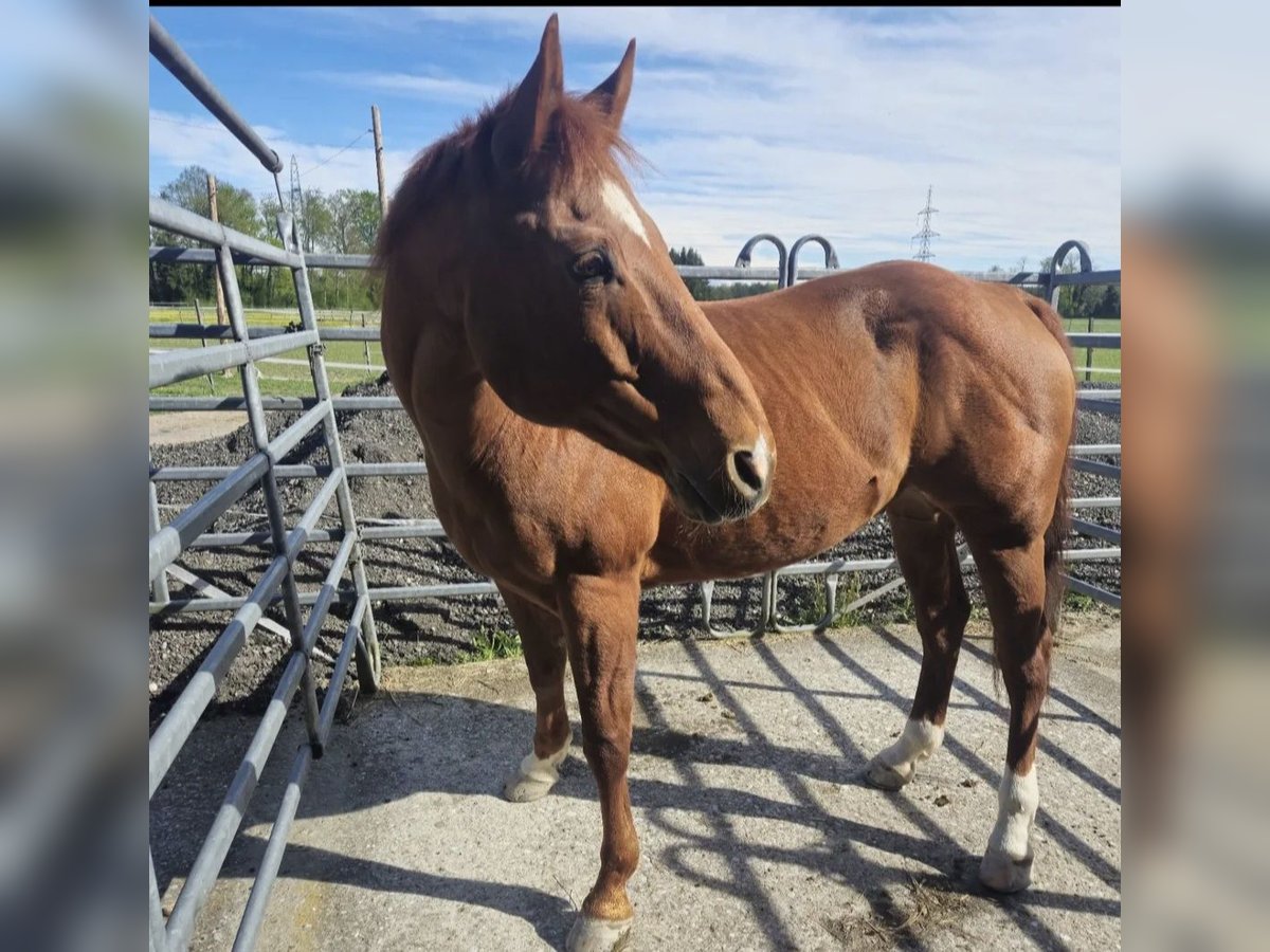 American Quarter Horse Castrone 16 Anni in Scheuren