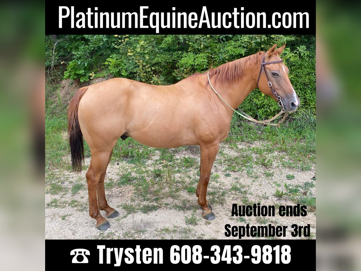 American Quarter Horse Castrone 16 Anni Falbo in TOMAH, WI