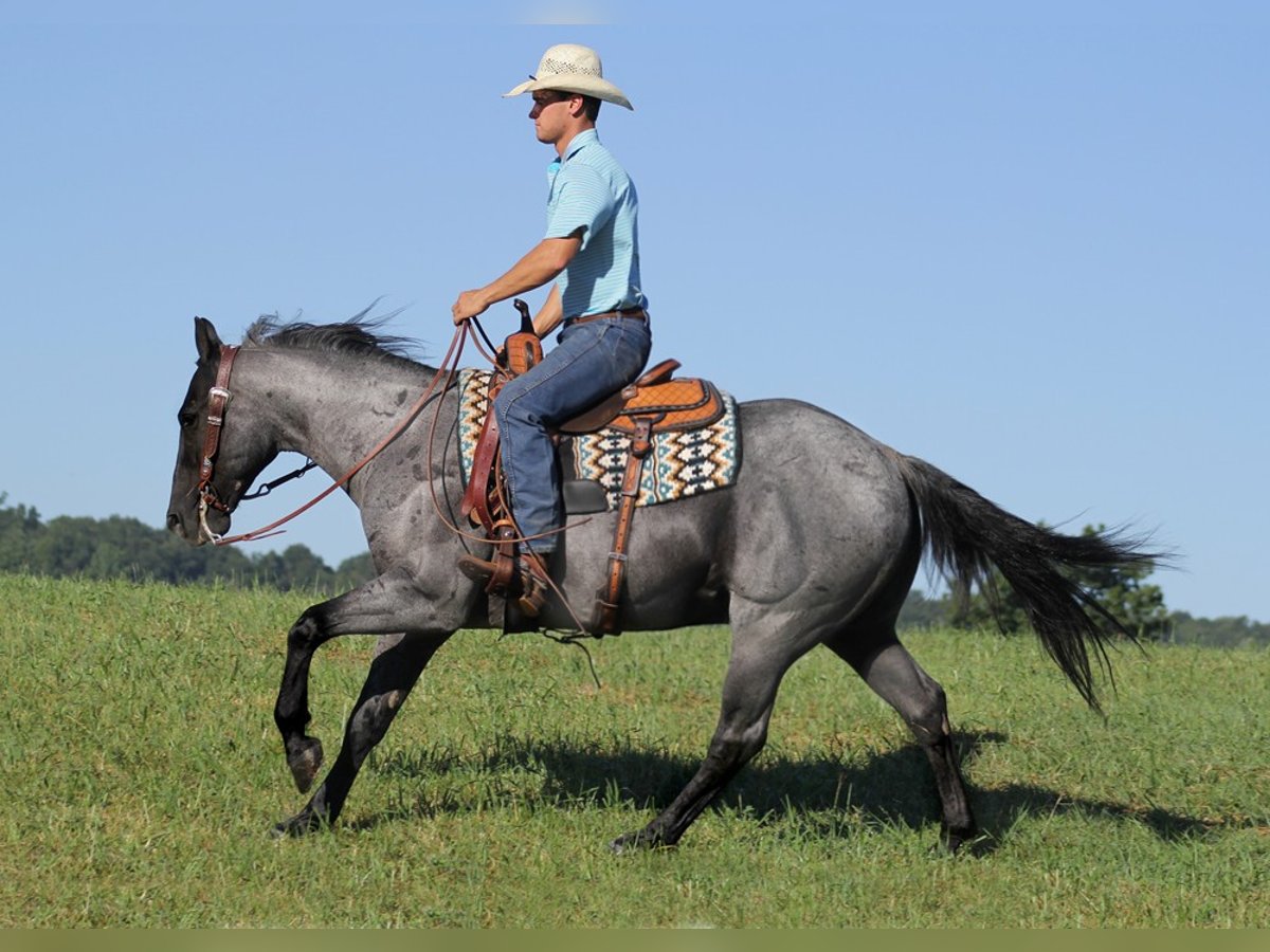 American Quarter Horse Castrone 16 Anni Roano blu in Mount vernon Ky