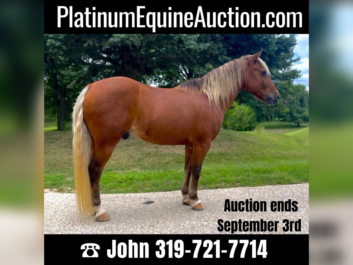 American Quarter Horse Castrone 16 Anni Sauro scuro in CEDAR RAPIDS, IA