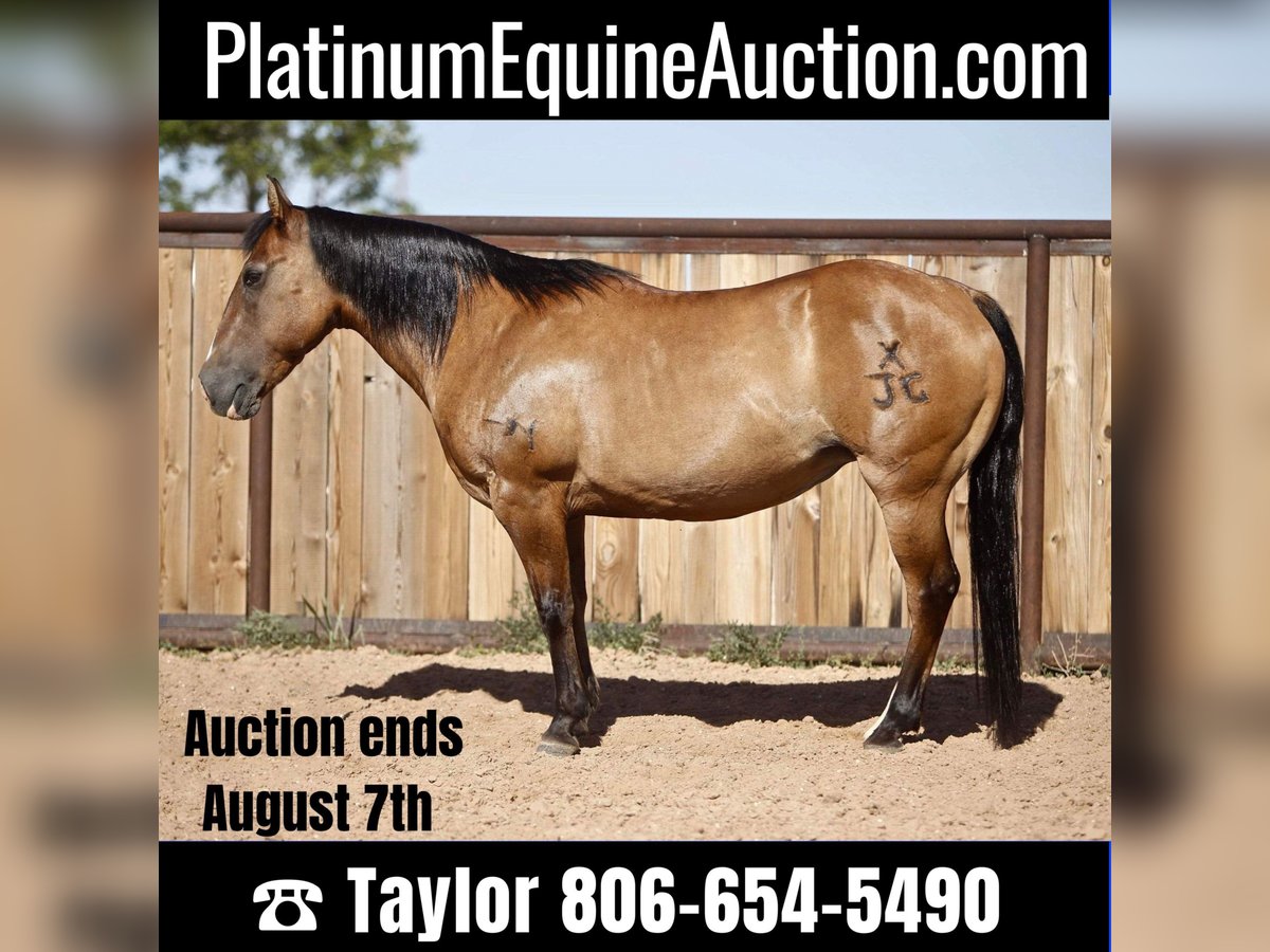 American Quarter Horse Castrone 17 Anni 137 cm Pelle di daino in Amarillo Tx