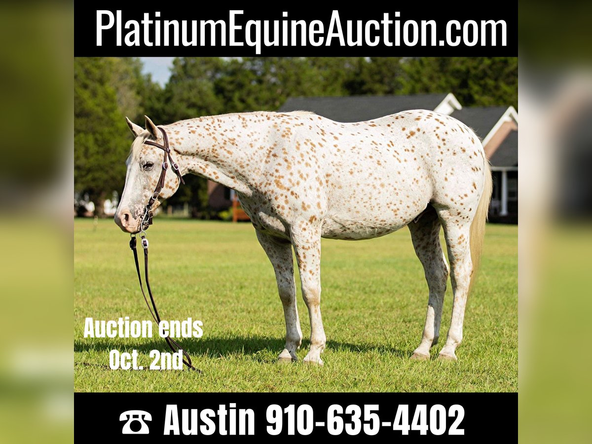 American Quarter Horse Castrone 17 Anni 152 cm Bianco in Fayetteville NC