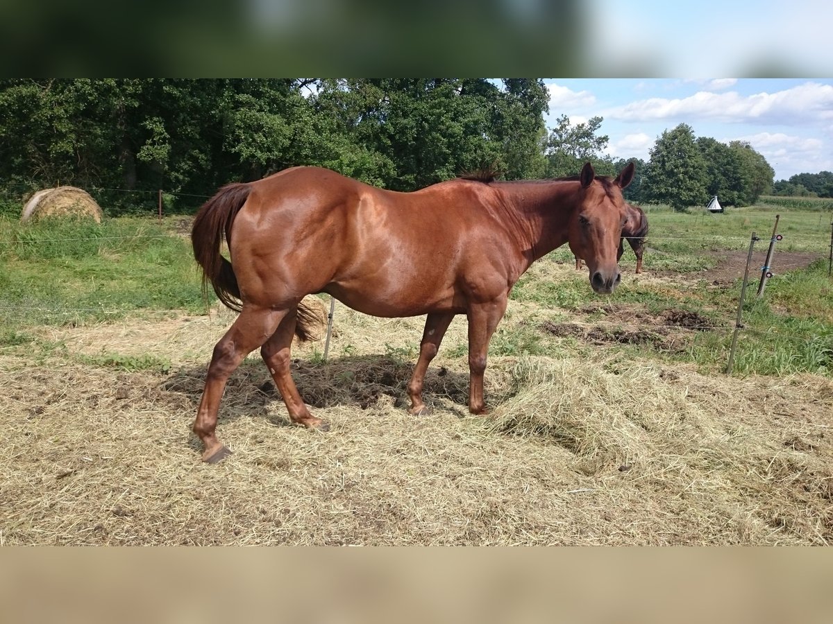 American Quarter Horse Castrone 17 Anni 152 cm Sauro scuro in Steinreich