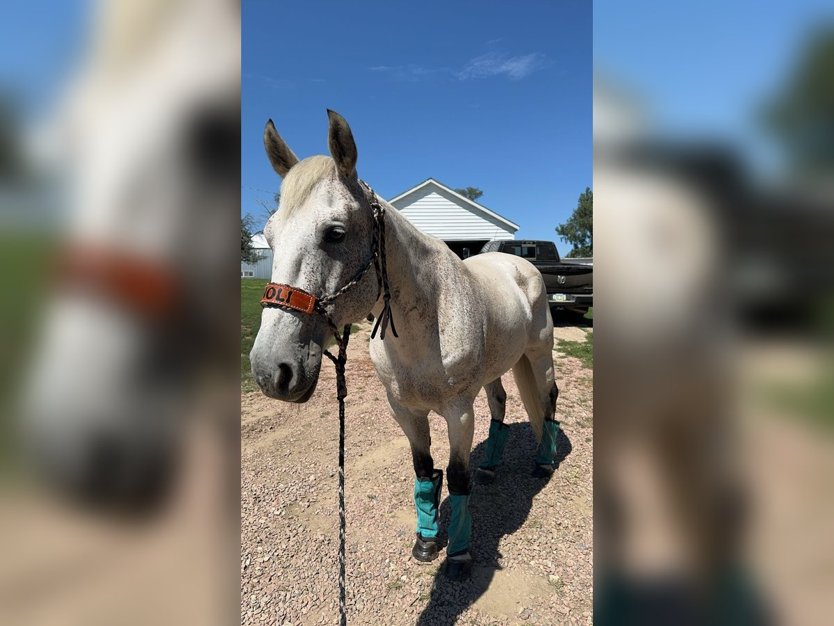 American Quarter Horse Castrone 17 Anni 163 cm Grigio in Akron, Iowa