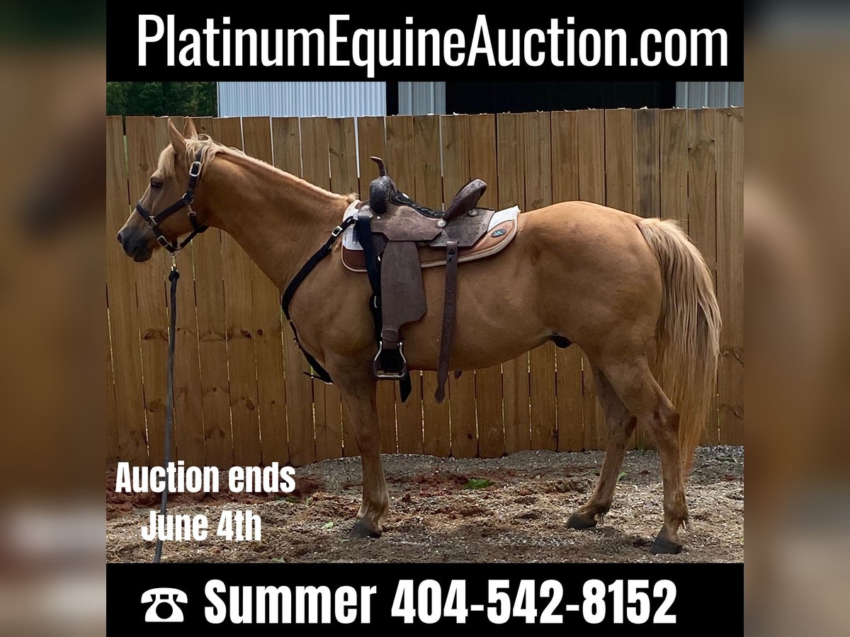 American Quarter Horse Castrone 18 Anni 145 cm Palomino in Statesville, NC