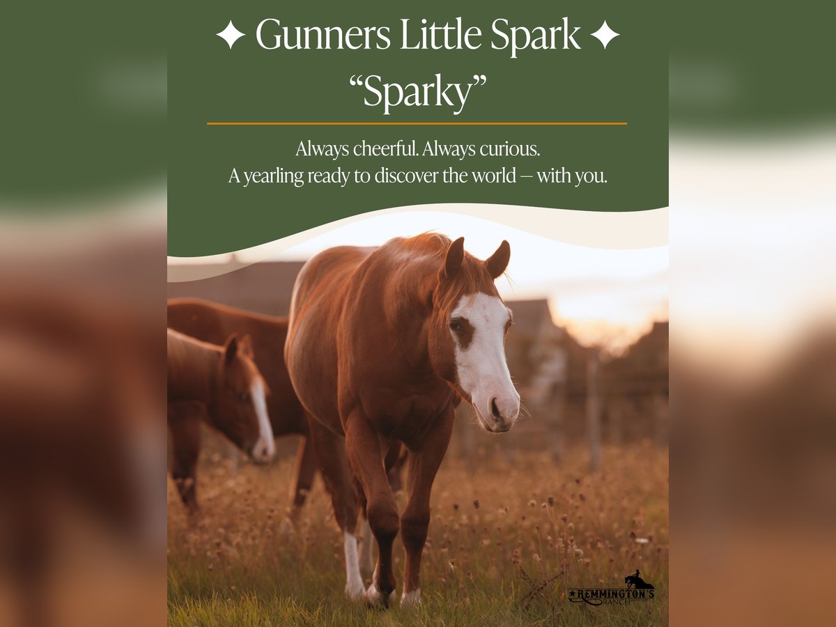 American Quarter Horse Castrone 1 Anno 135 cm Sauro in Arendonk