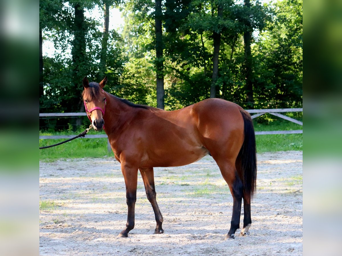 American Quarter Horse Castrone 1 Anno 150 cm Baio in Saalow