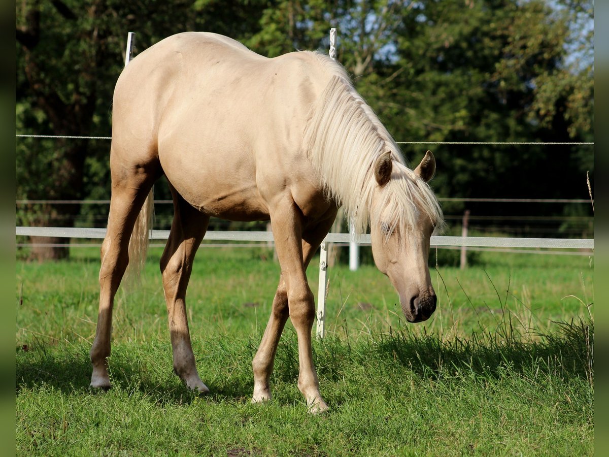 American Quarter Horse Castrone 1 Anno 150 cm Palomino in Stade