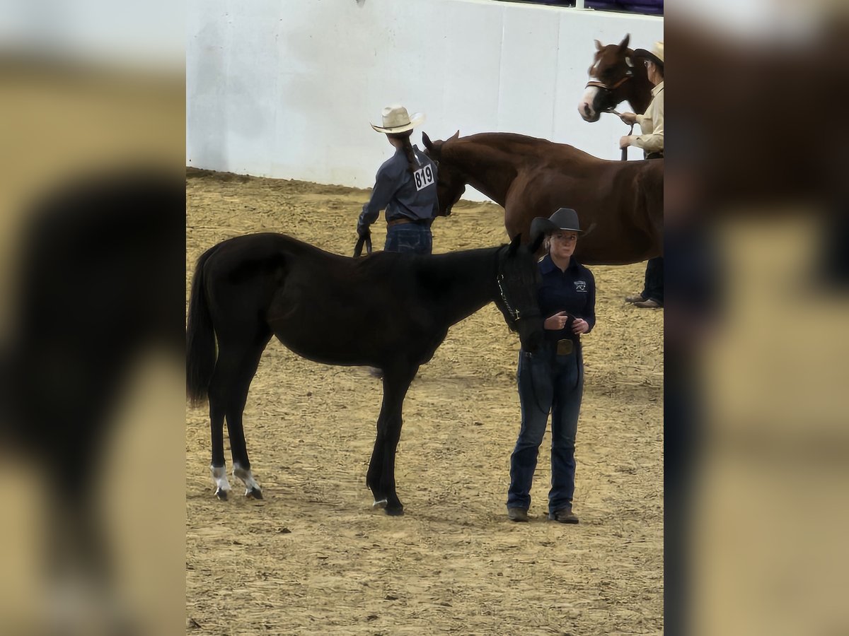 American Quarter Horse Castrone 1 Anno Morello in Brooklet