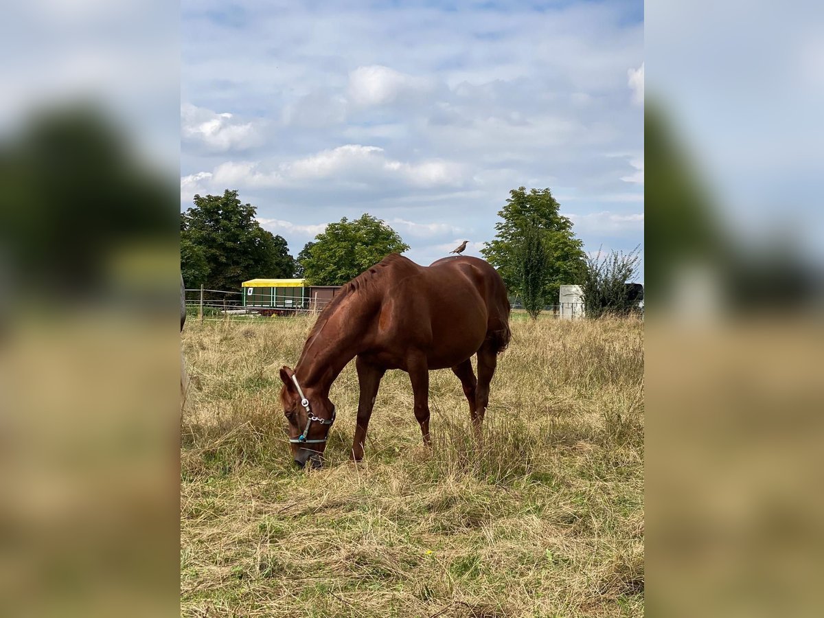 American Quarter Horse Castrone 21 Anni 157 cm Sauro in Gäufelden