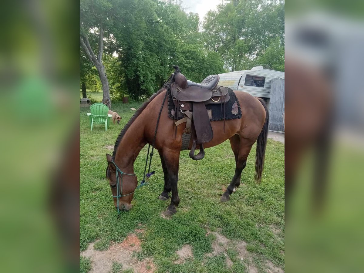 American Quarter Horse Castrone 22 Anni Sauro ciliegia in Destin