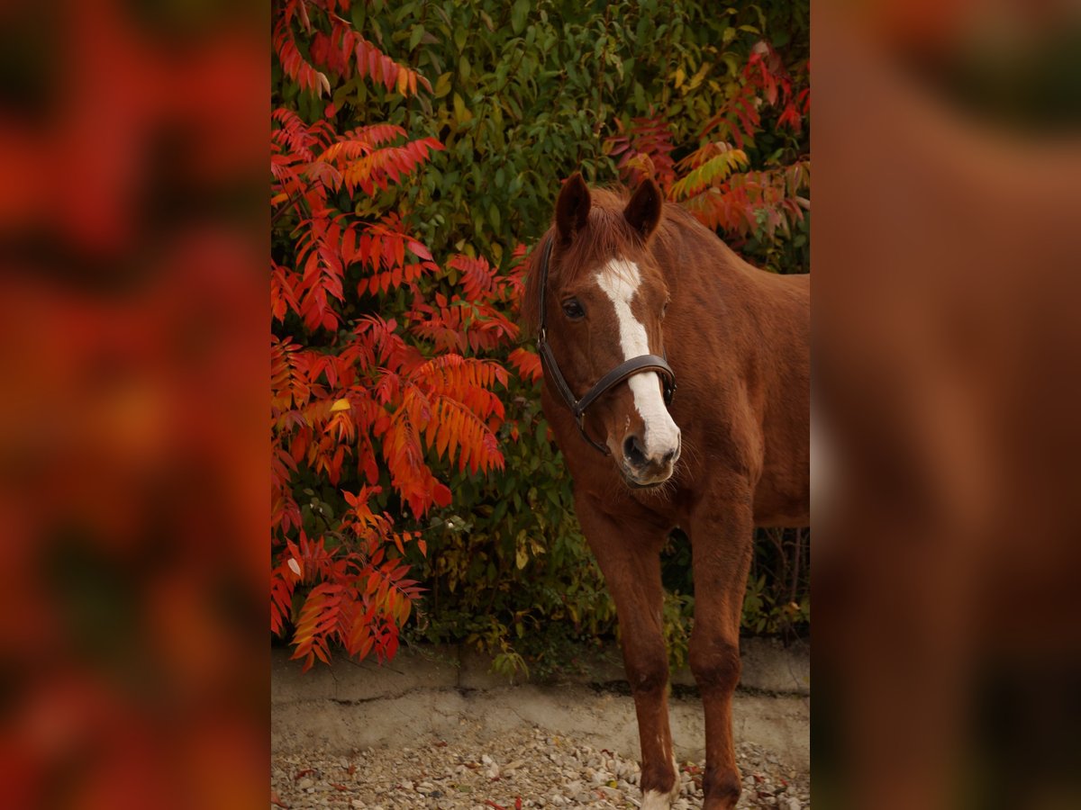 American Quarter Horse Castrone 28 Anni 160 cm Sauro in Nittendorf