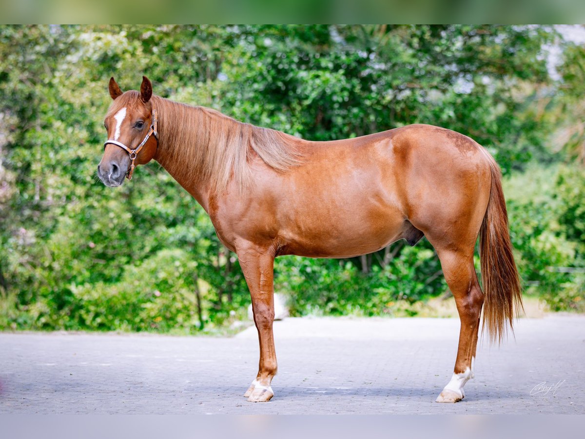 American Quarter Horse Castrone 2 Anni 141 cm Sauro in Klagenfurt