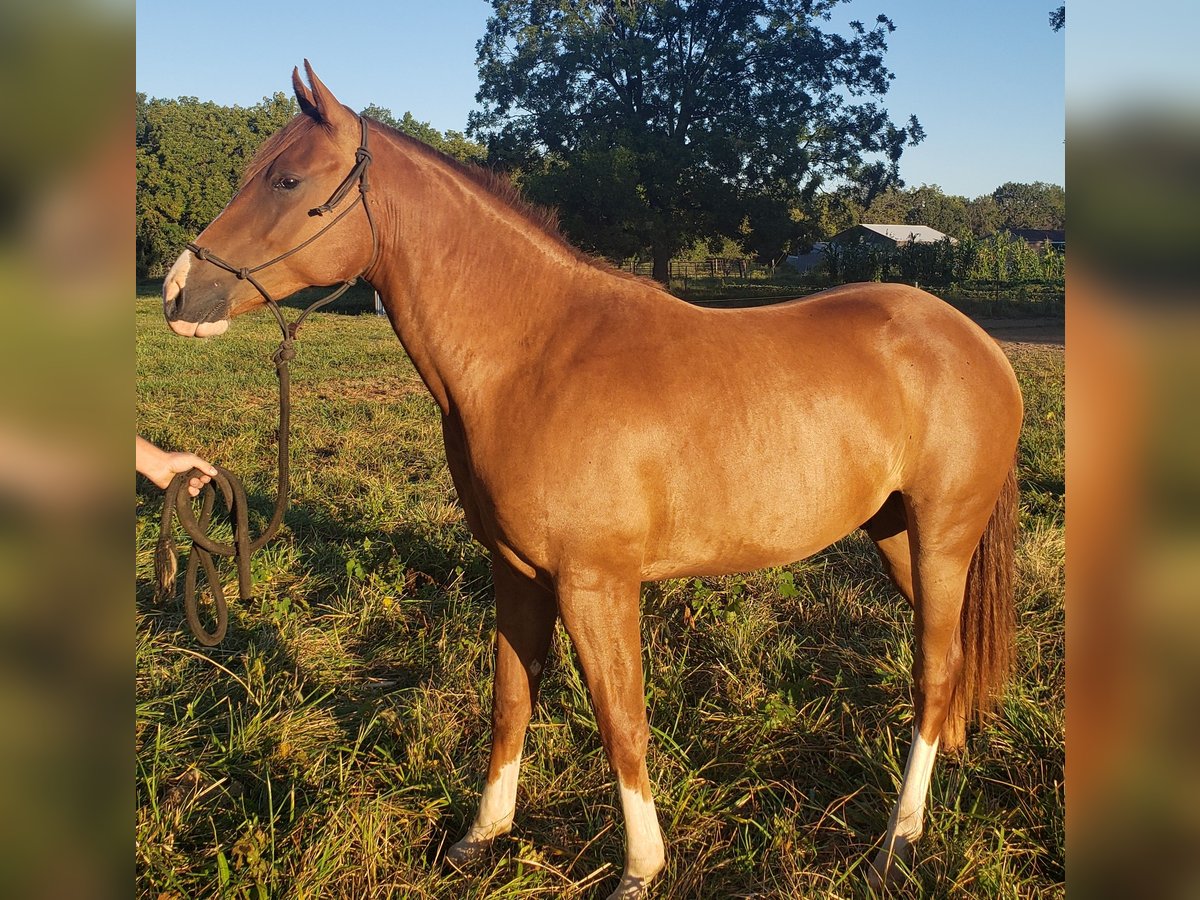 American Quarter Horse Castrone 2 Anni 142 cm Sauro ciliegia in Lamar