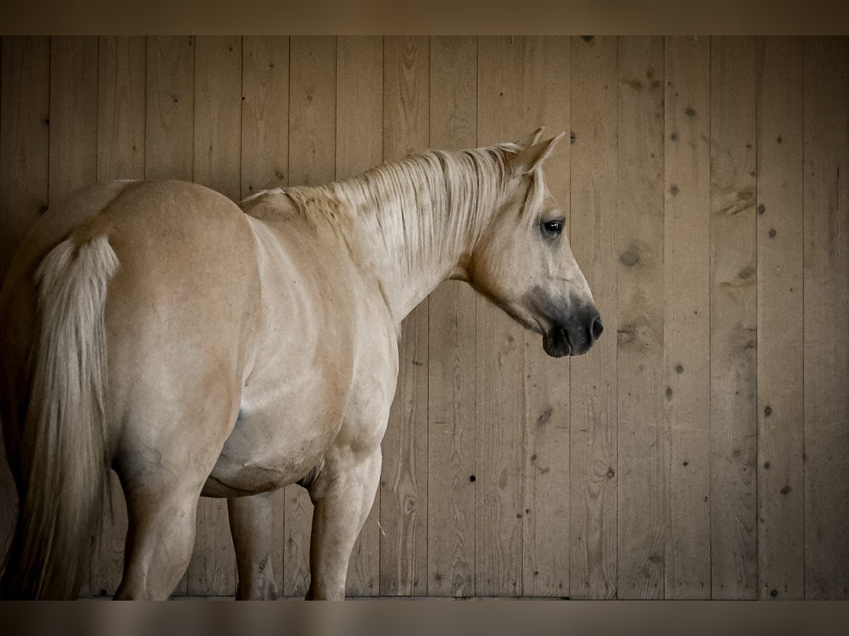 American Quarter Horse Castrone 2 Anni 148 cm Dunalino in Ostrach